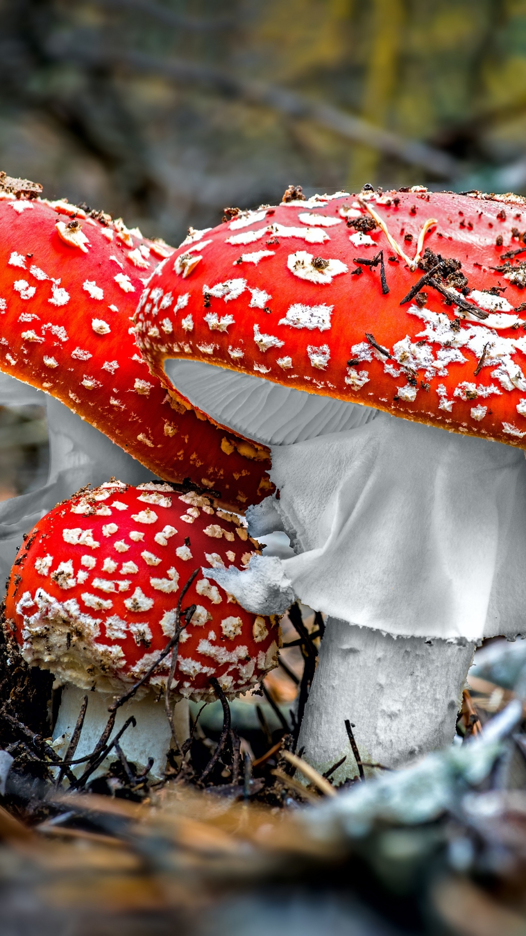 Mushroom Phone Wallpaper