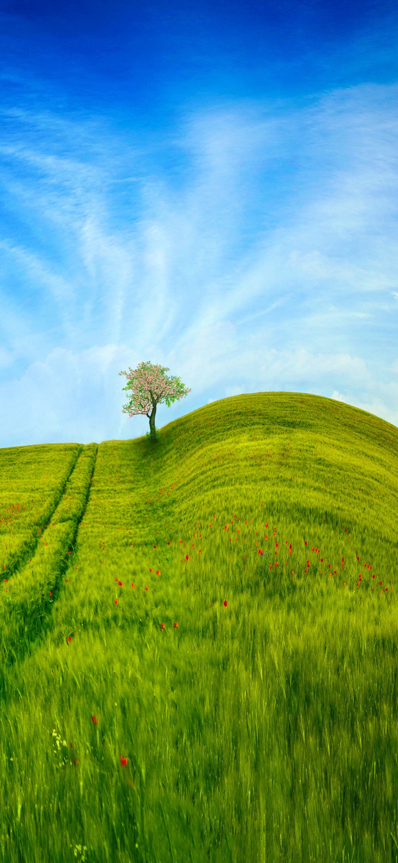 Grass Landscape Wallpaper 4K, Blue Sky