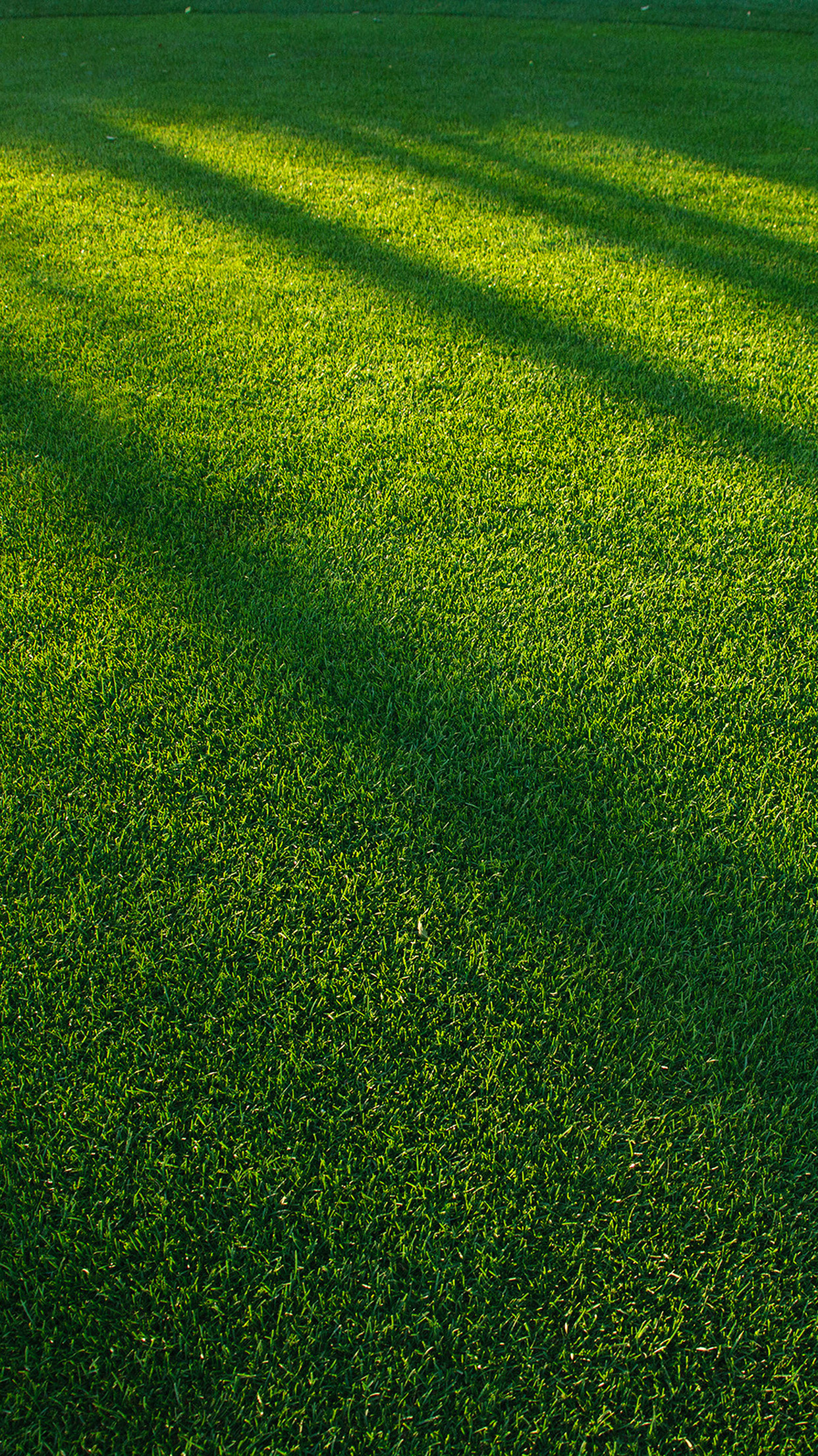 Lawn grass sunlight green pattern