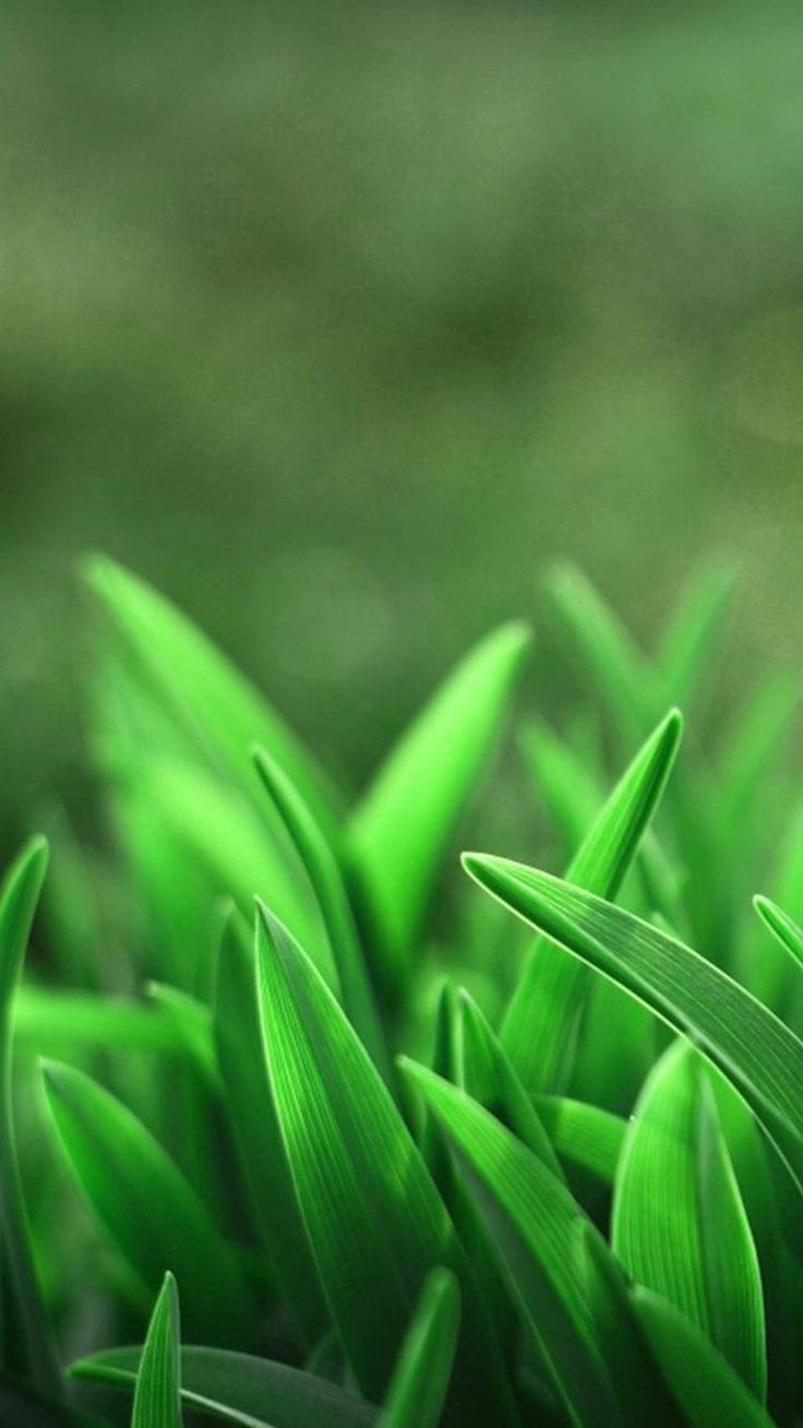 Green Wallpaper for Samsung Galaxy S5