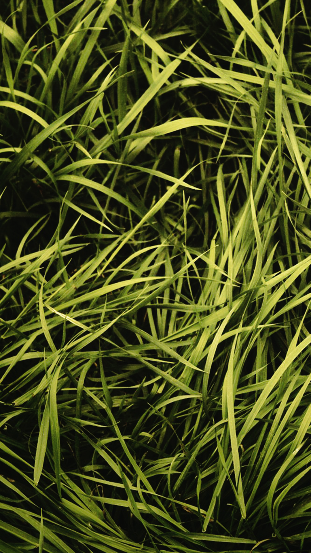 Grass Green iPhone Background