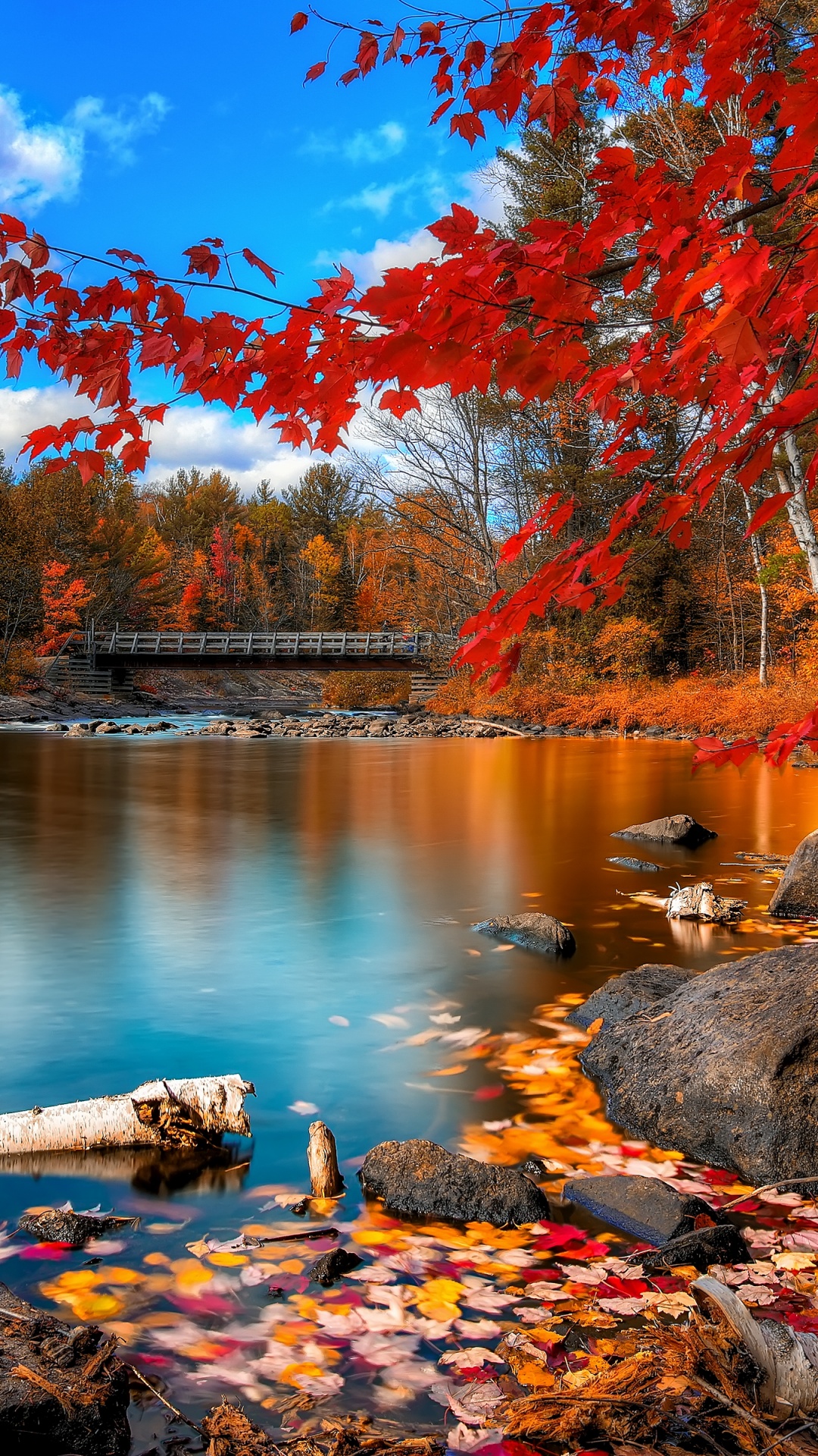 Autumn Forest Wallpaper 4K, Landscape