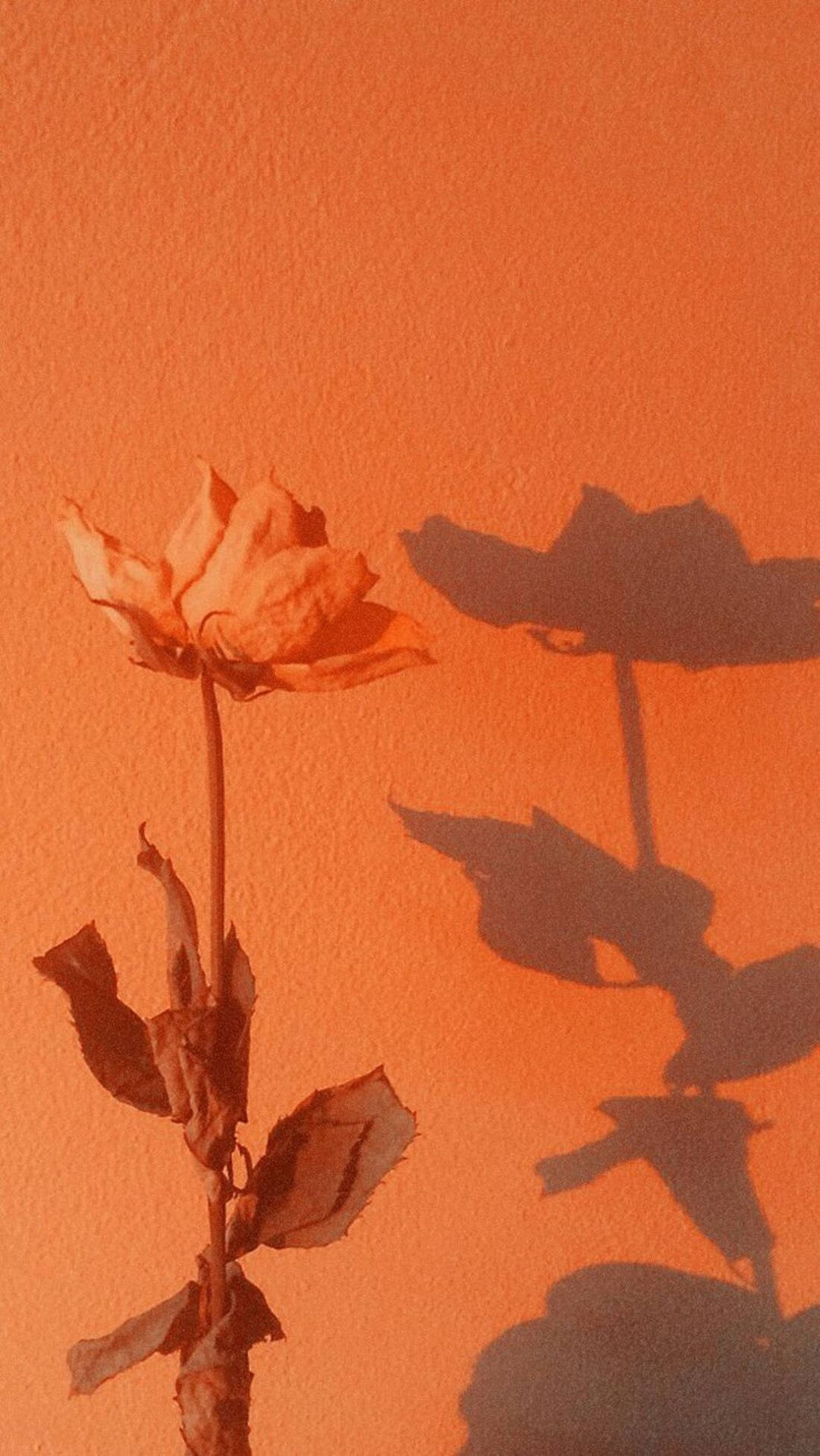 Download Dried Orange Aesthetic Rose