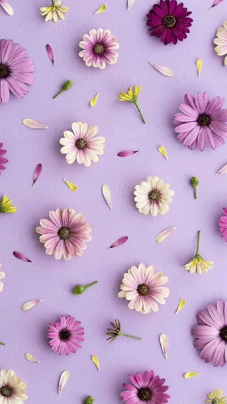 Purple flower background, Flower