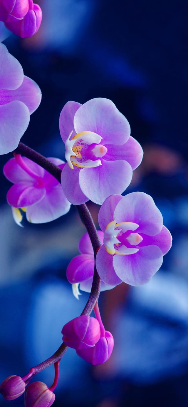 Purple Flower iPhone Wallpapers - Wallpaper Cave