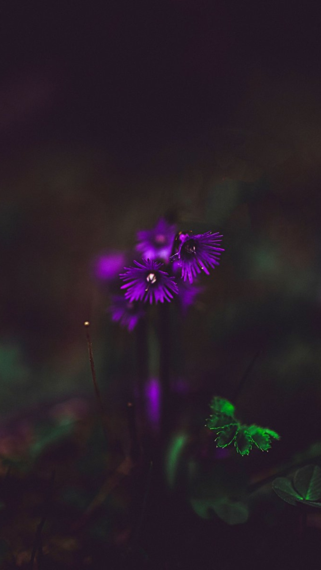 Purple Flower iPhone Wallpaper