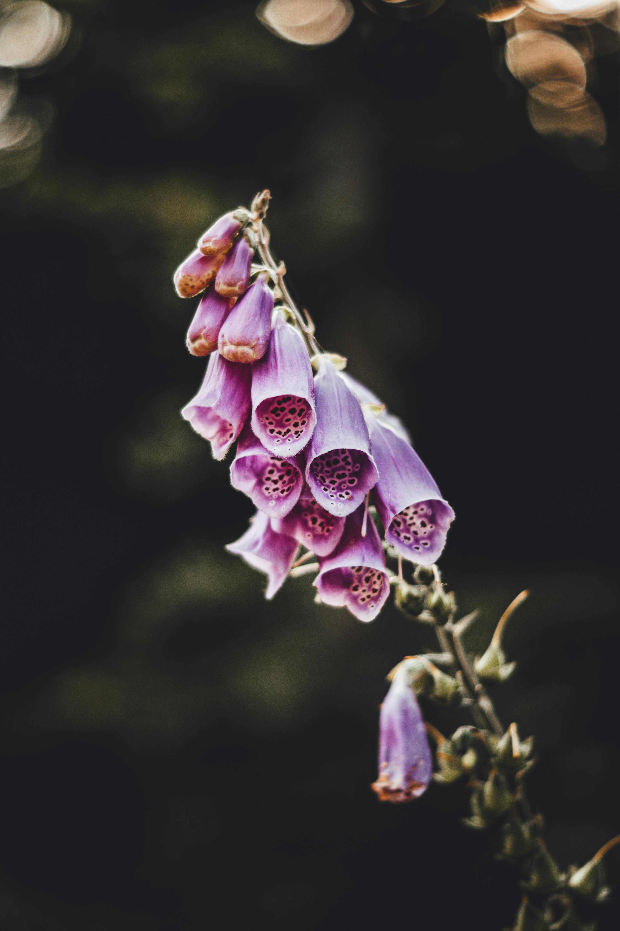 A purple flower with a black background