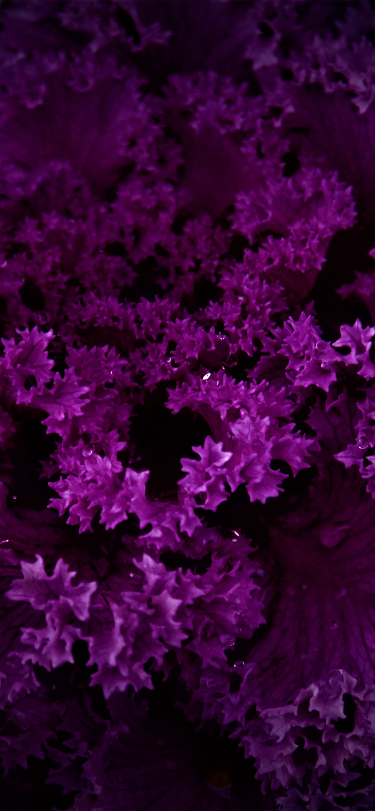 Purple Plant Wallpaper 4K, Dark