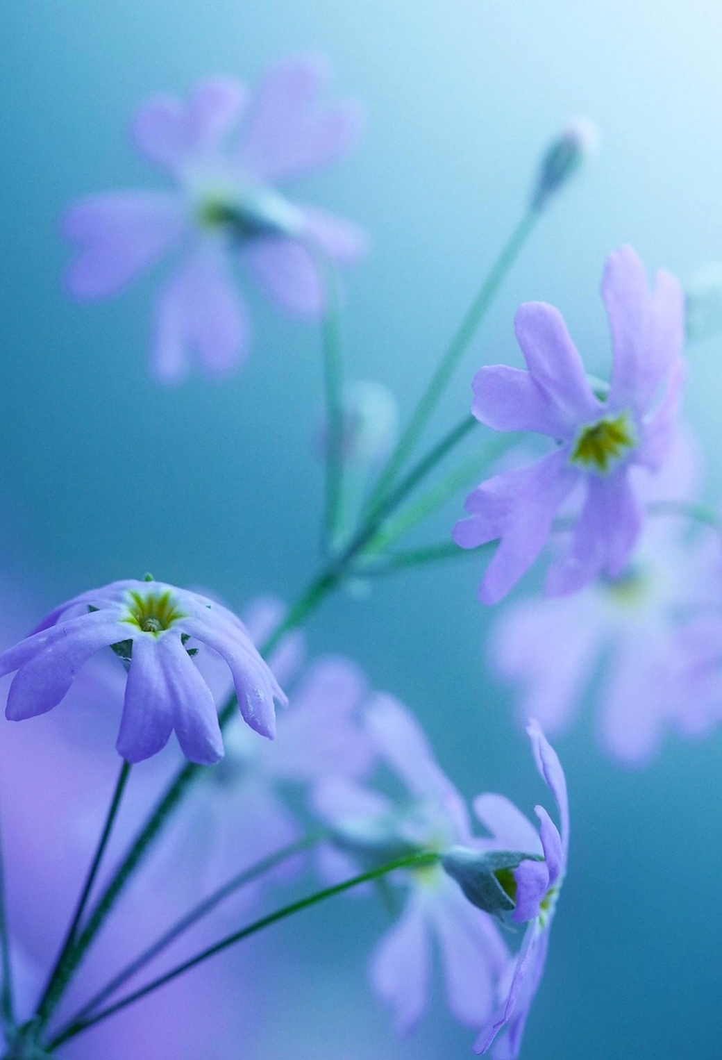 Purple Flowers Wallpaper for iPhone 11