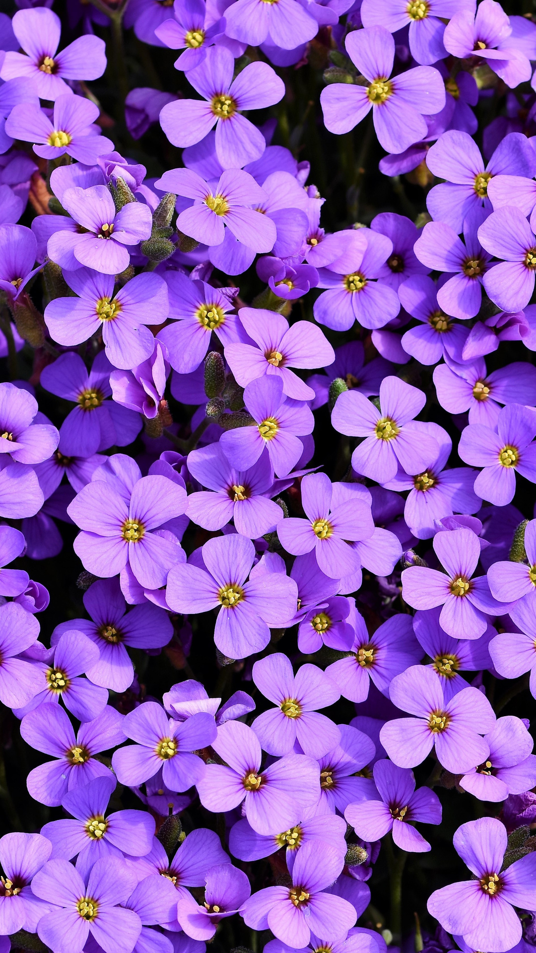Purple Flowers Background 5k