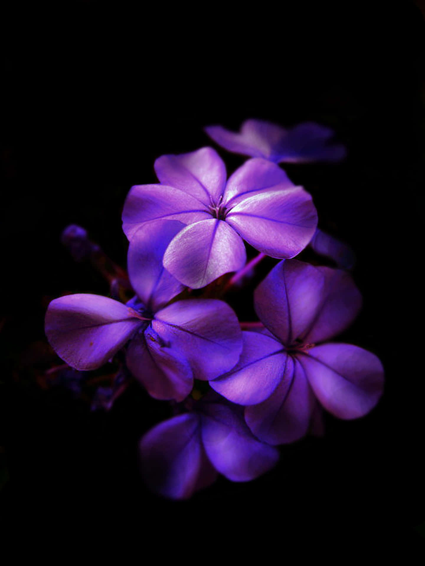 Download Purple Flowers In The Dark