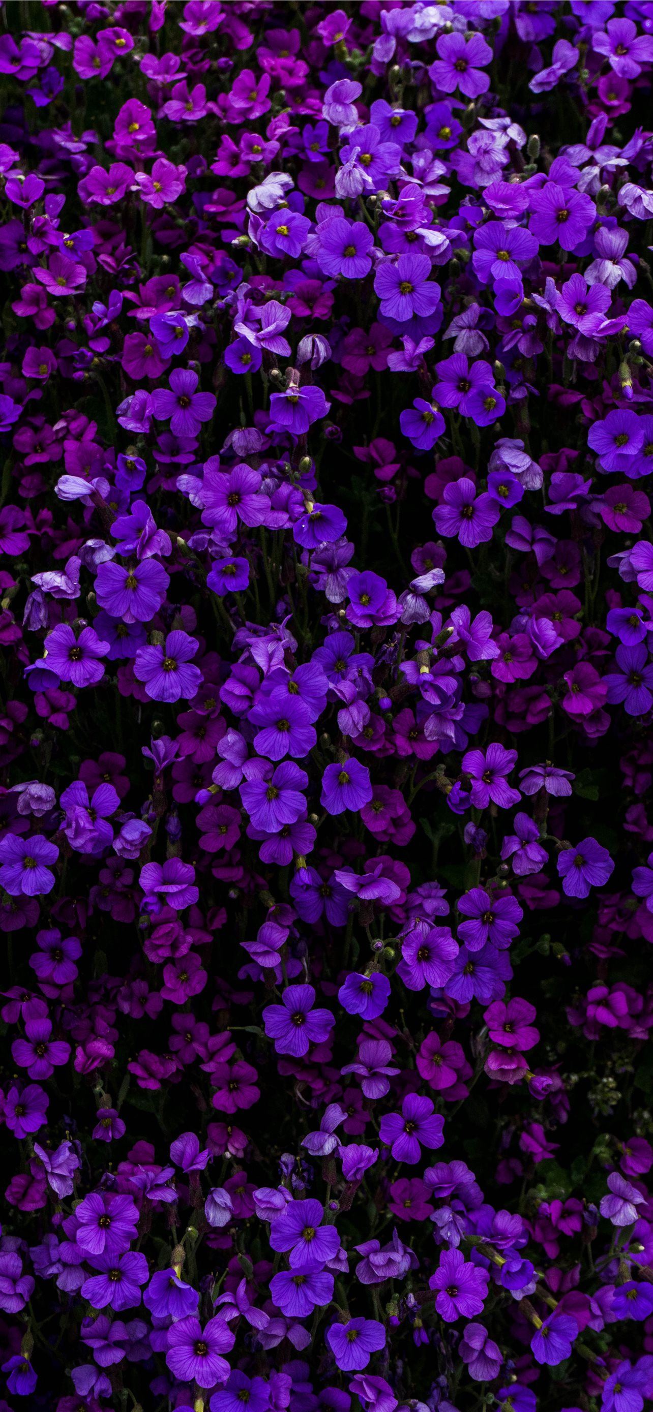 purple petaled flower iPhone Wallpaper