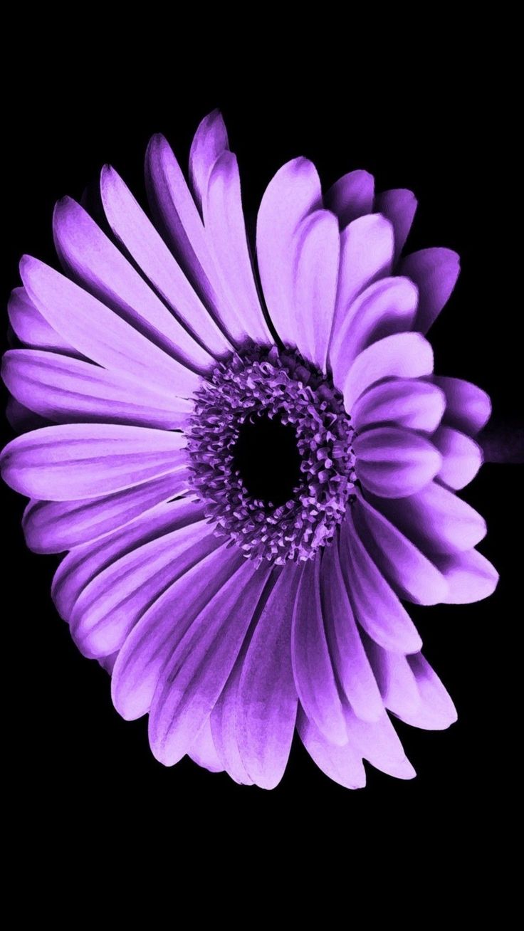 Purple flowers wallpaper, iPhone