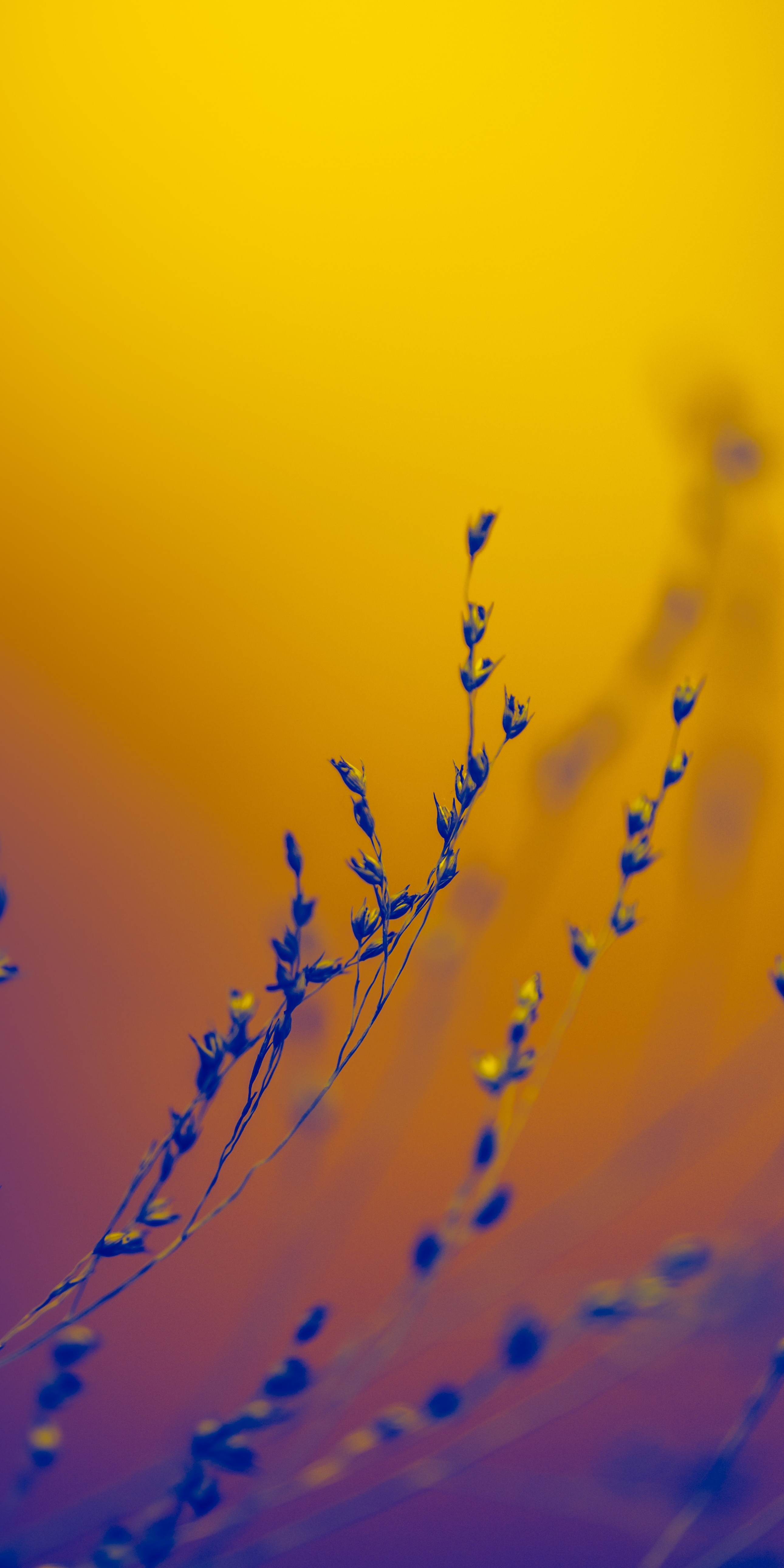 Flowering buds gradient iPhone wallpaper