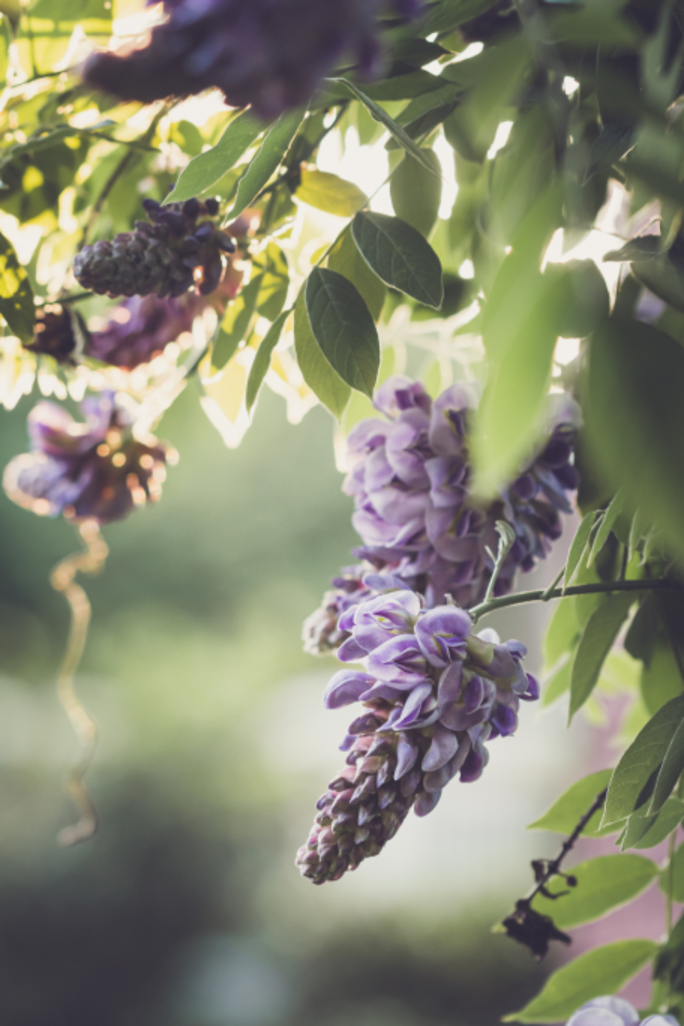 Purple Flowers Free Stock CC0 Photo