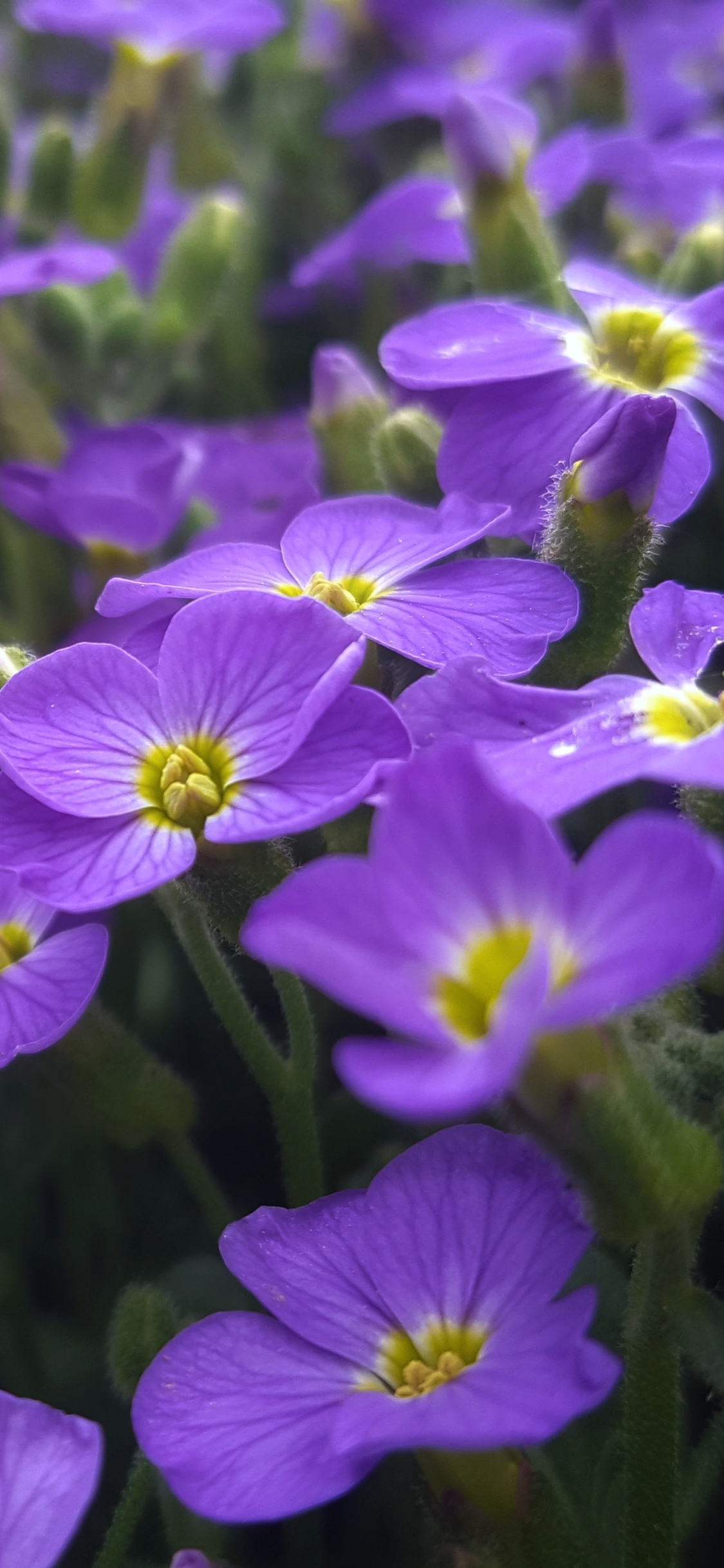 Purple Flower iPhone Wallpaper