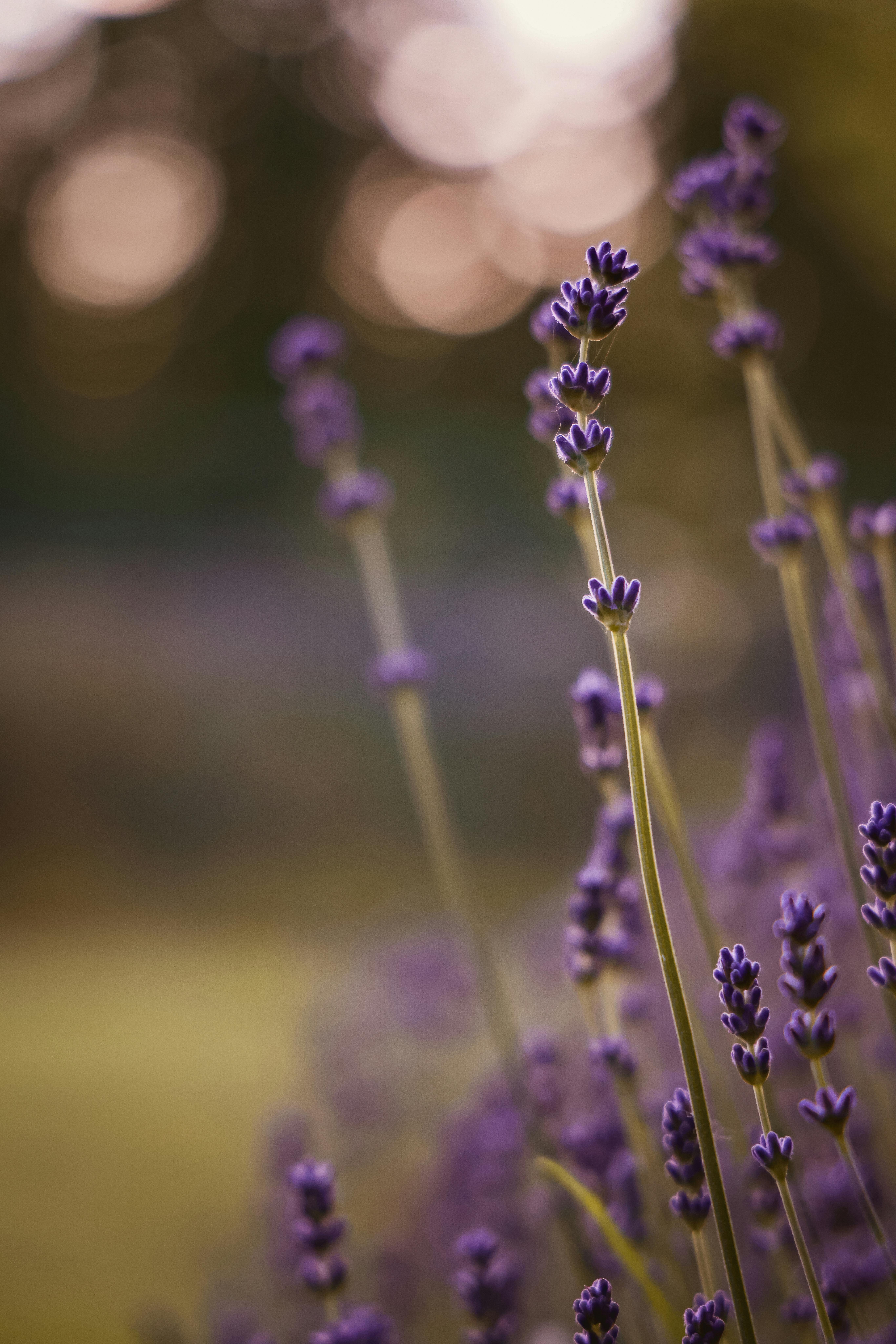 Purple Flowers · Free