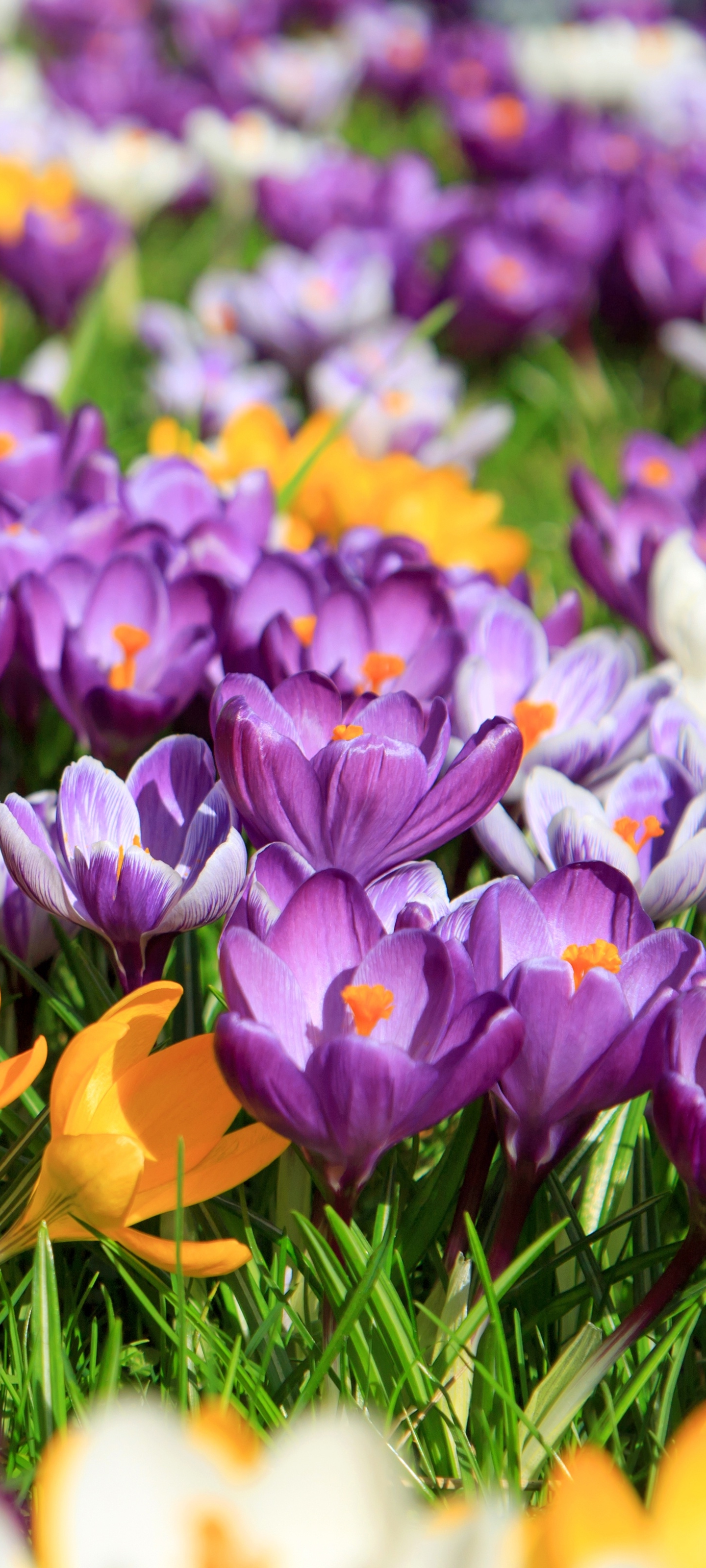 Mobile wallpaper: Flowers, Flower