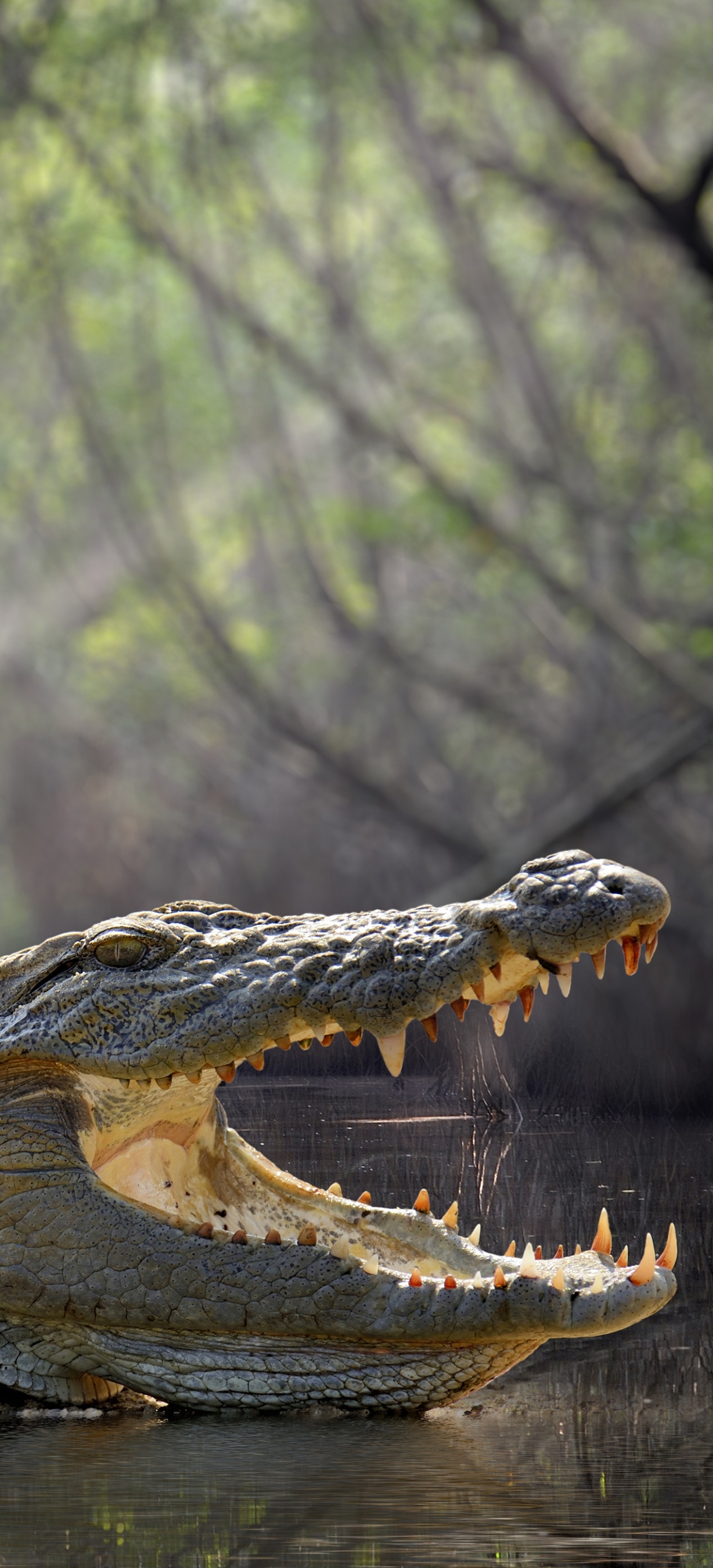 Crocodile Phone Wallpaper