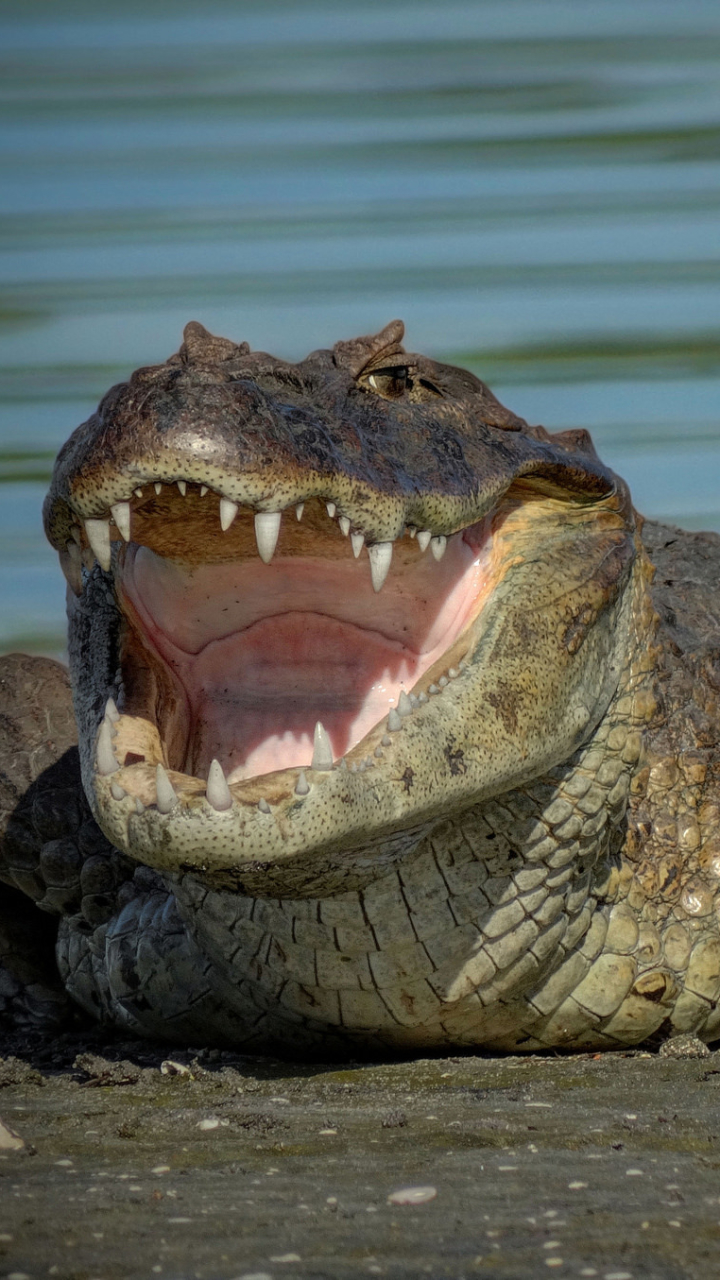 Crocodile Phone Wallpaper