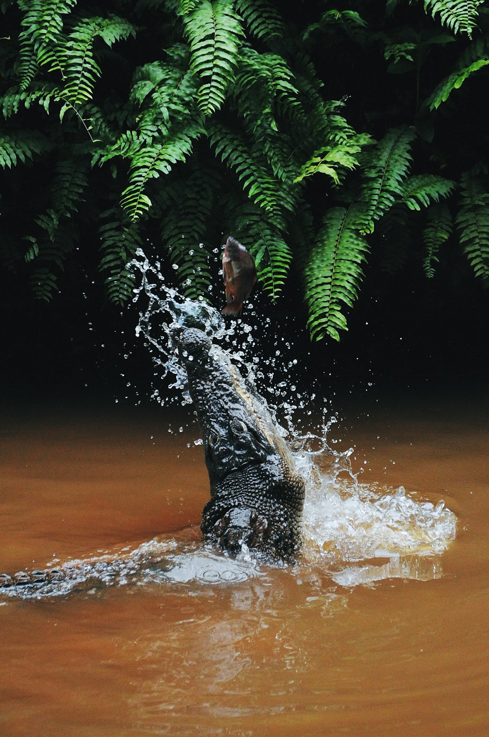 Alligator catching gray fish photo