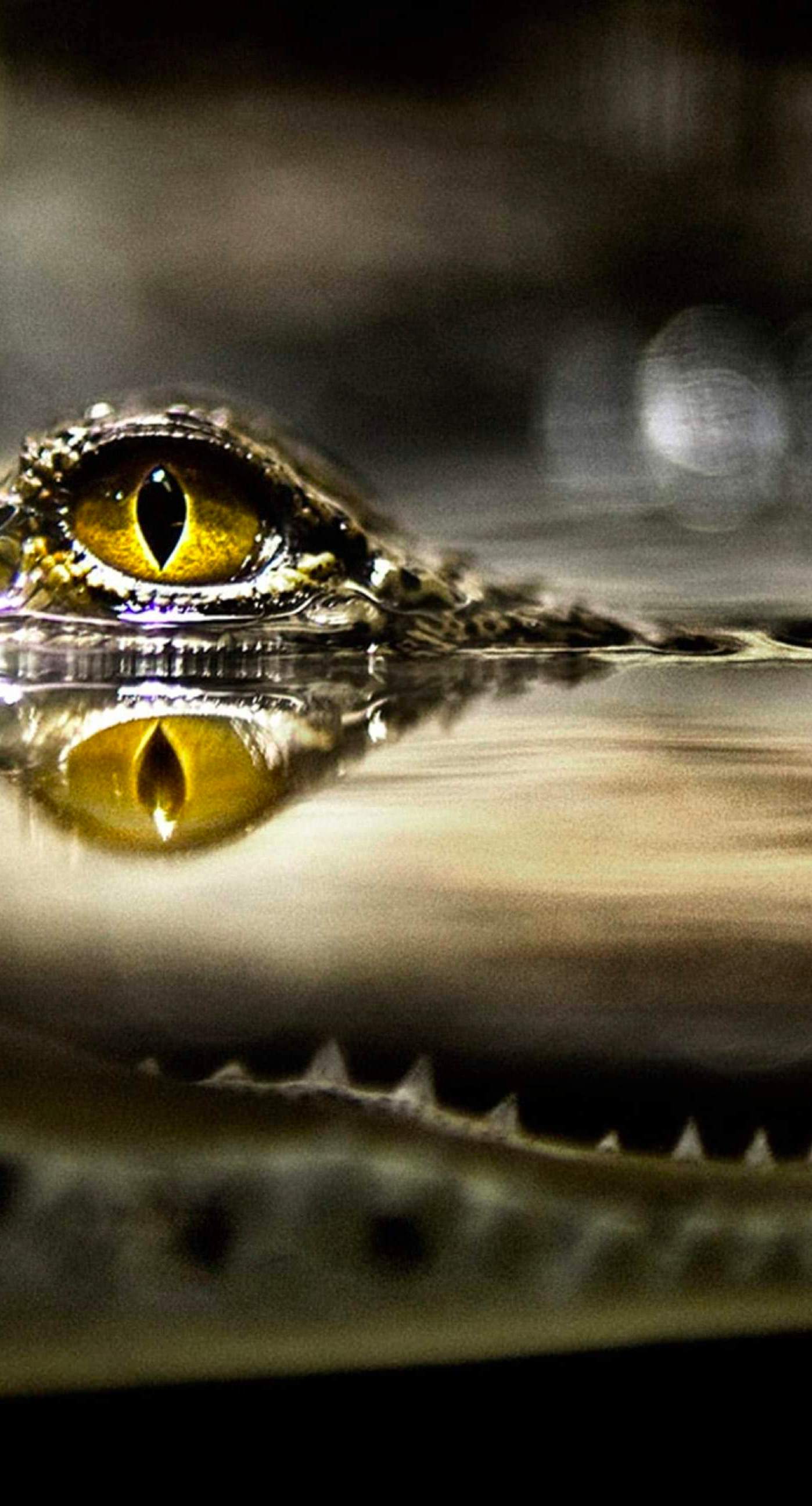 Cool water crocodile. wallpaper.sc