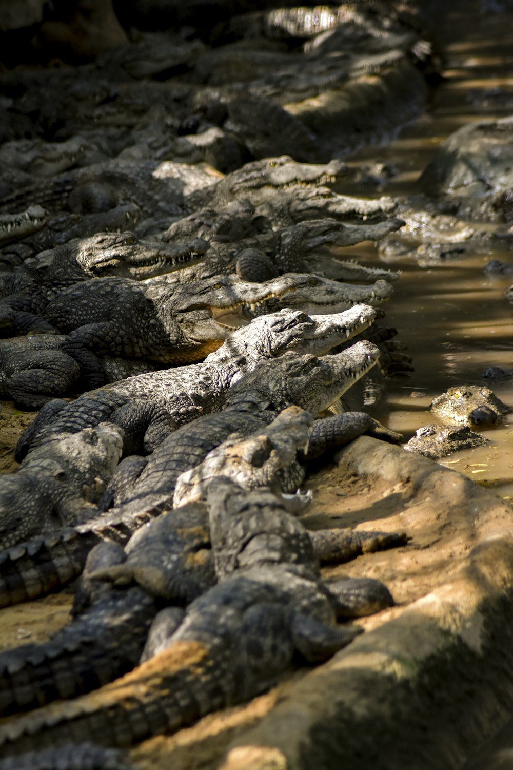 Crocodiles Picture. Download Free