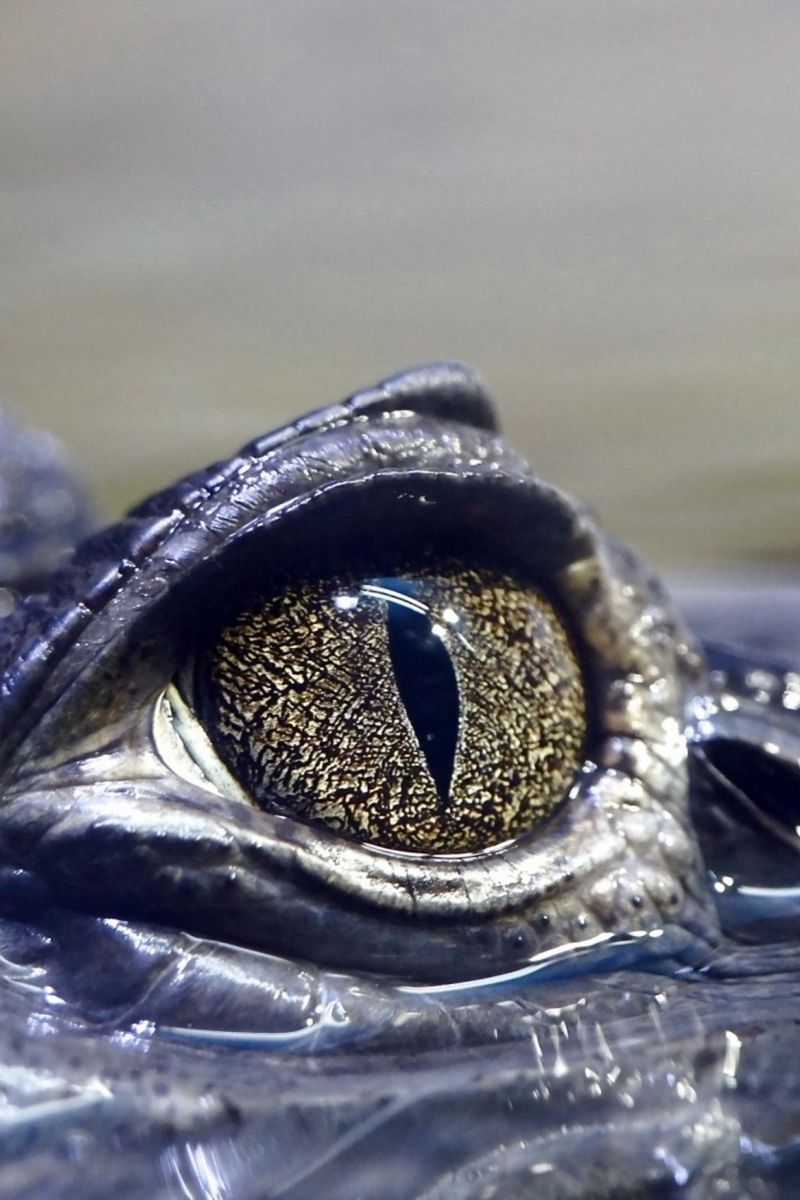 Download wallpaper 800x1200 crocodile