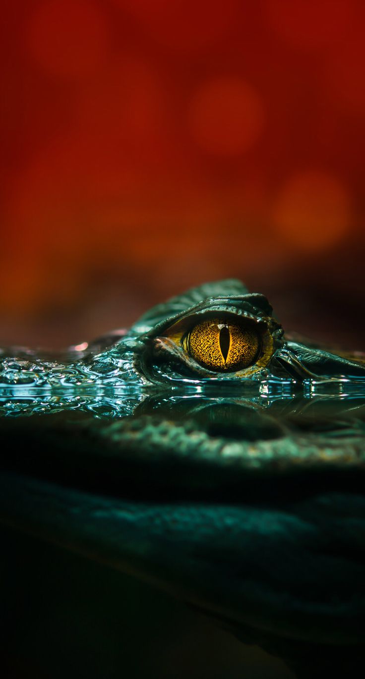 wallpaper, Animal wallpaper, Crocodile eyes