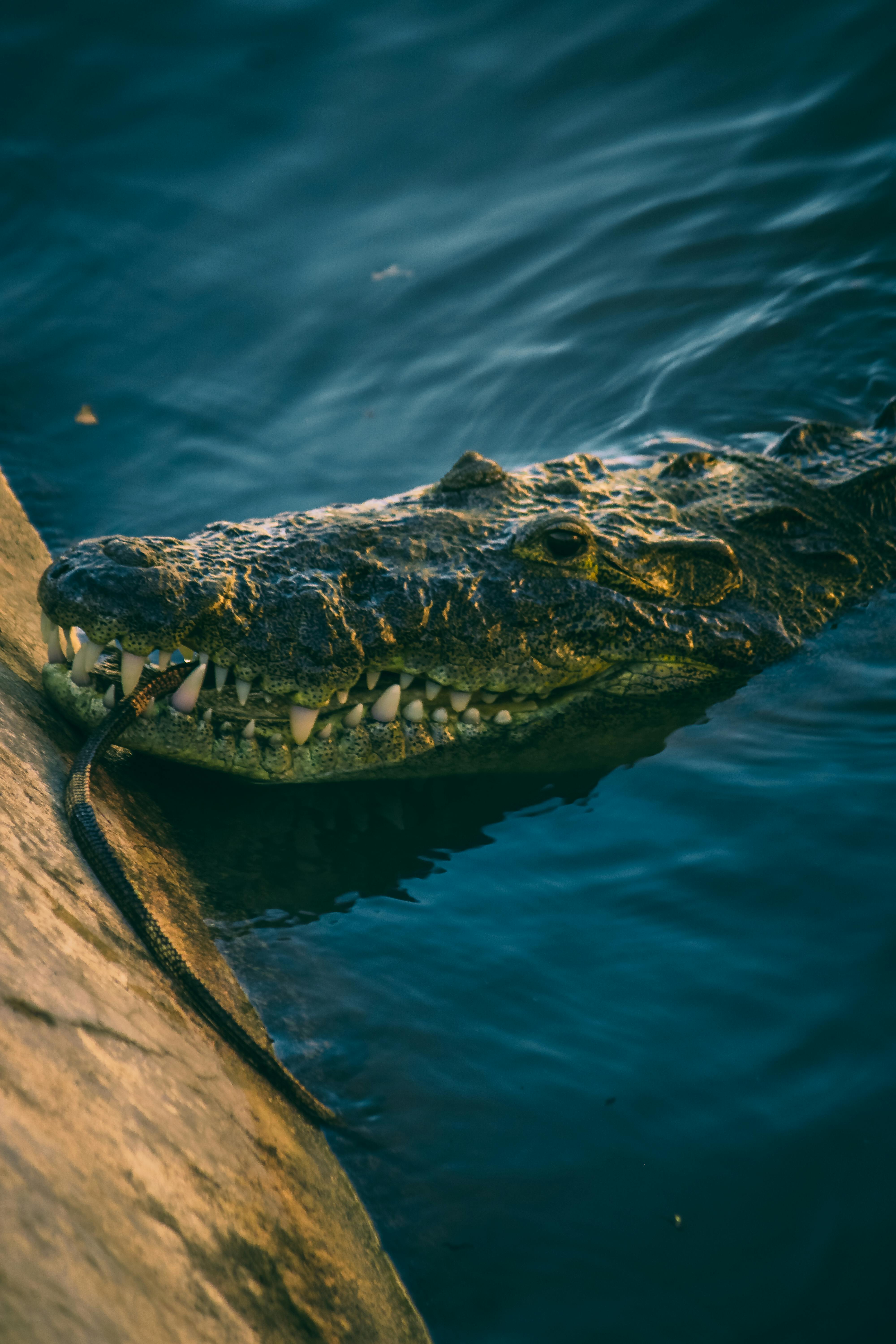 A crocodile is swimming in the water