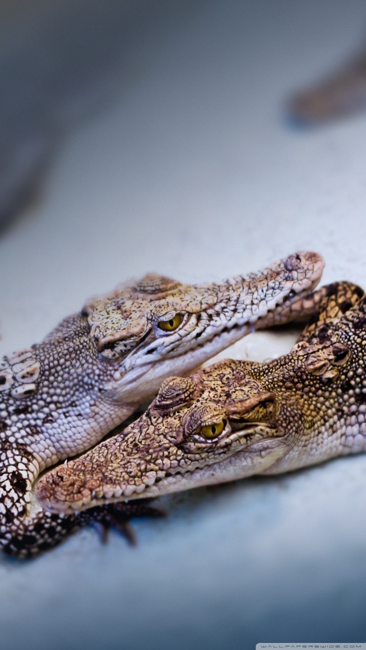 Baby Crocodiles Ultra HD Desktop