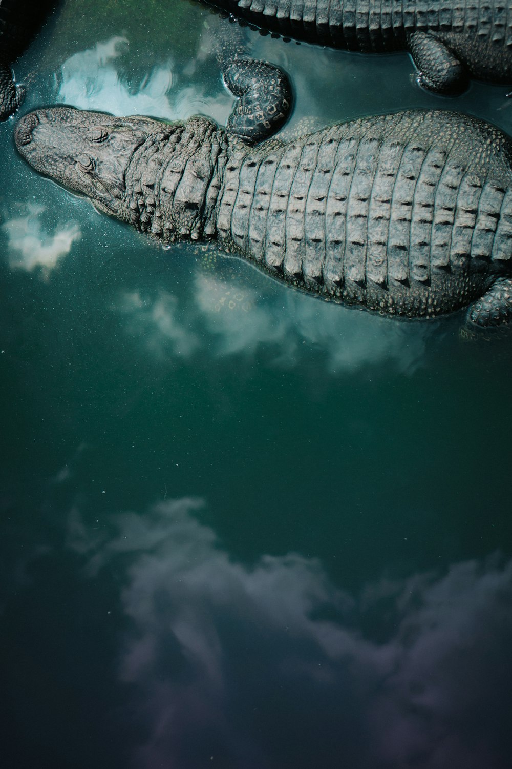 Black crocodile on body of water photo