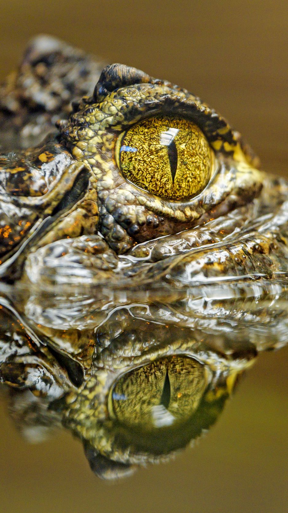 Download wallpaper 938x1668 crocodile