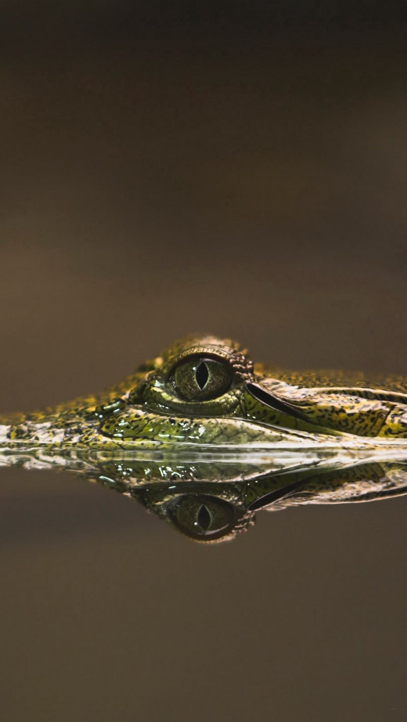 wallpaper 800x1420 crocodile, snout