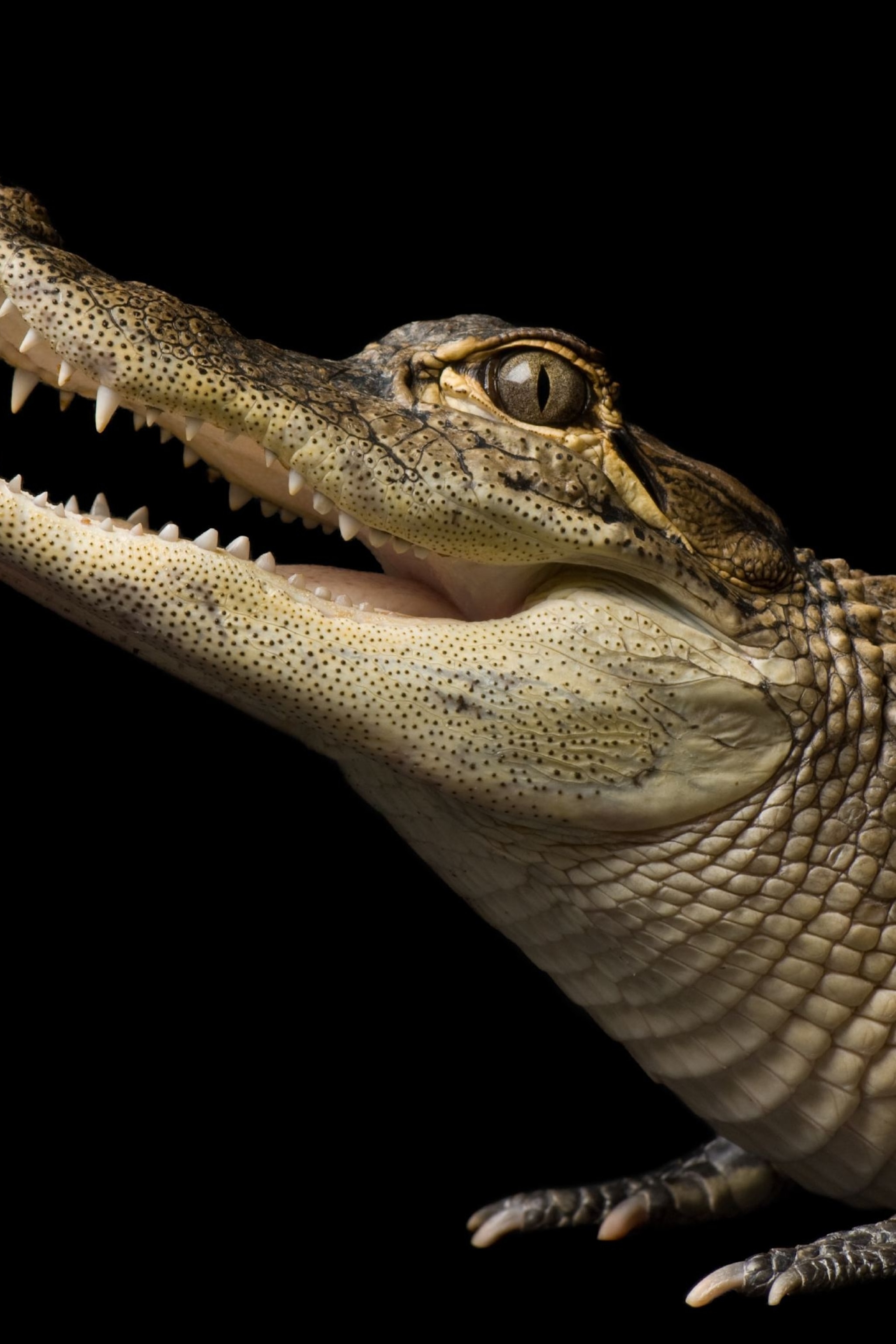 American Alligator