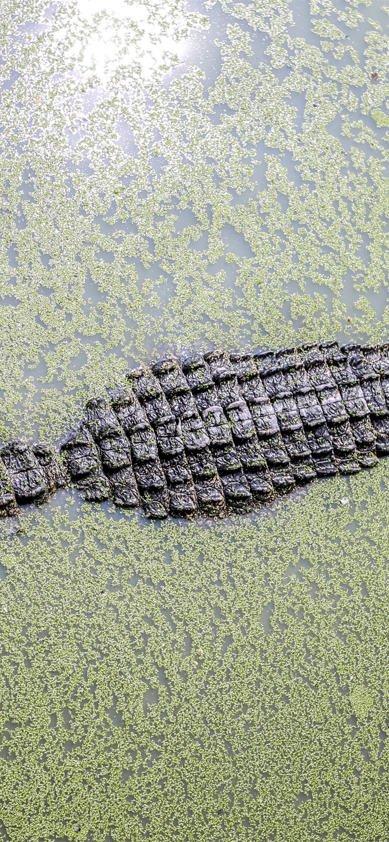 Best Crocodile iPhone HD Wallpaper