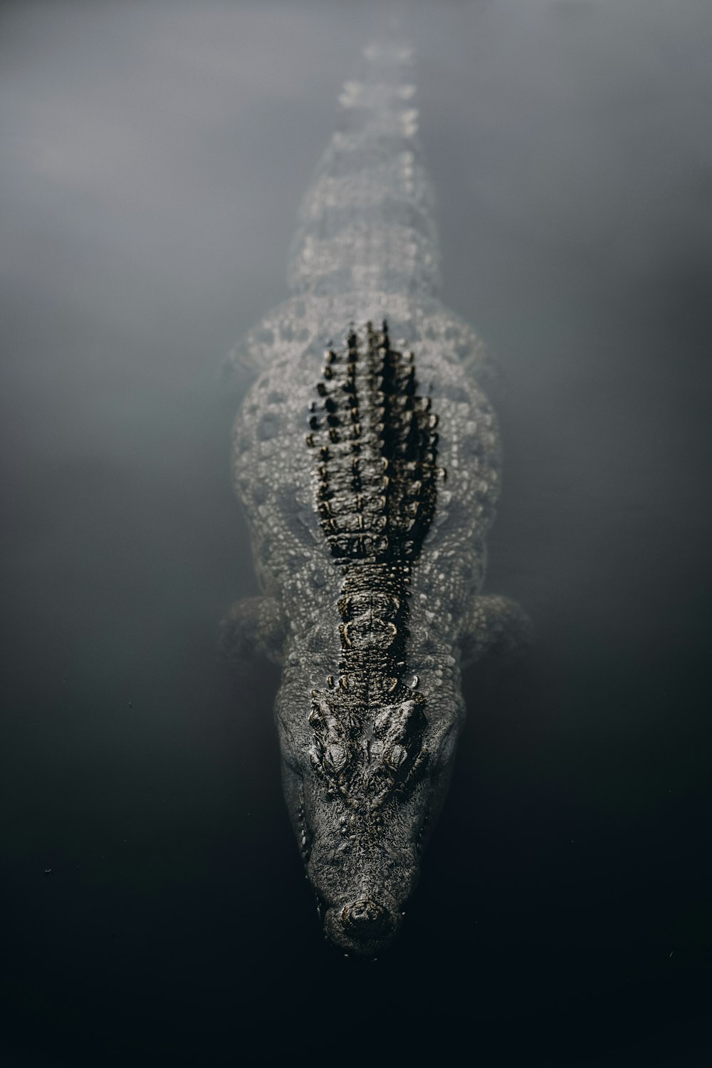 A large alligator is floating in