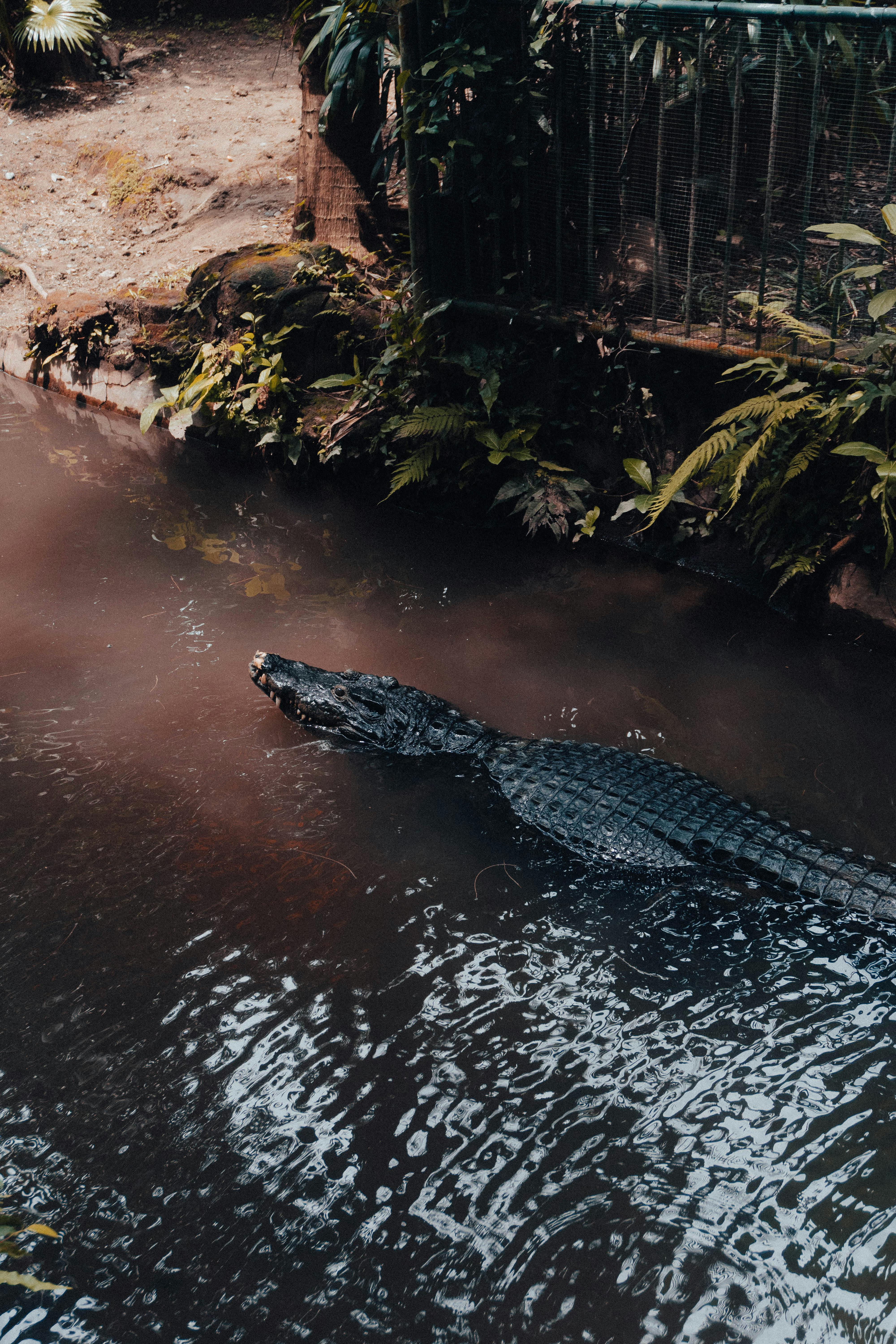 Shallow Focus Photo Of Crocodile On