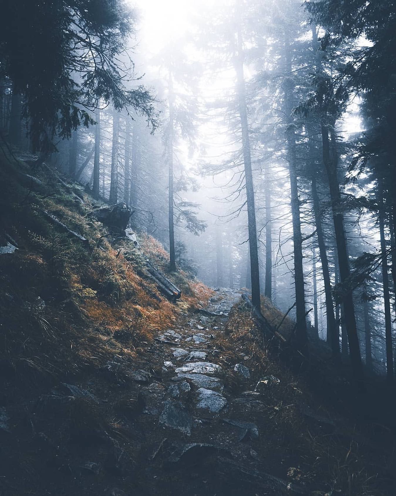 Misty forest, Foggy forest, Mountains