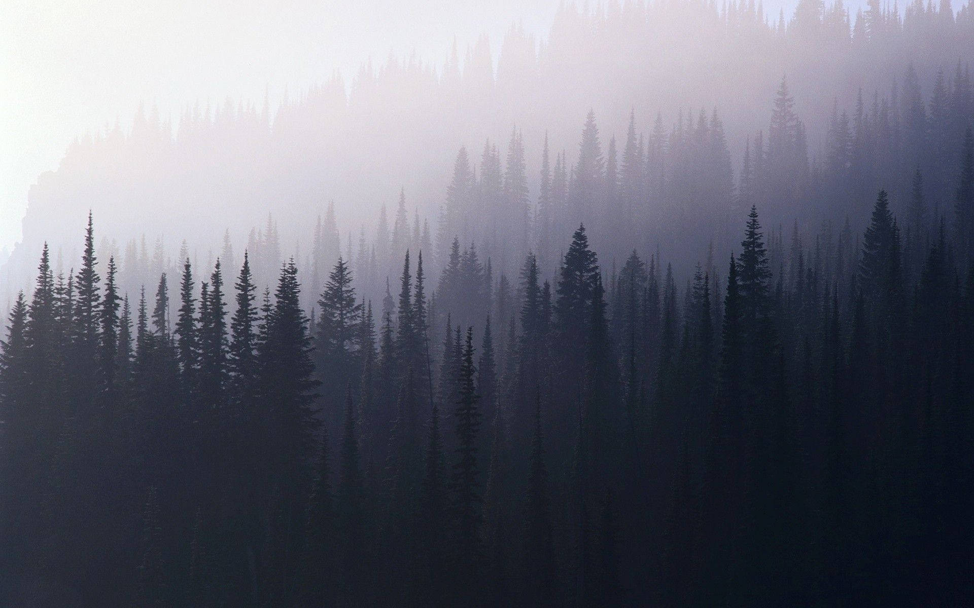 Foggy Forest Aesthetic Wallpaper