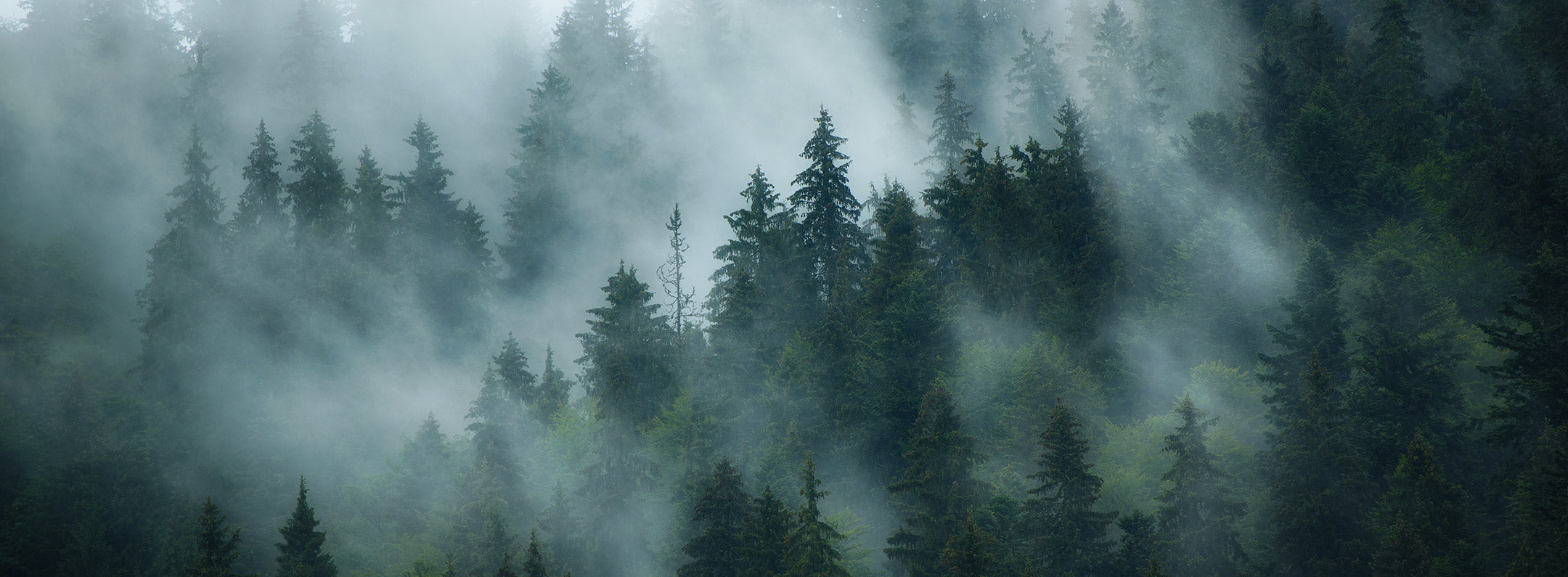 Misty Forest Wallpaper Mural. Forest