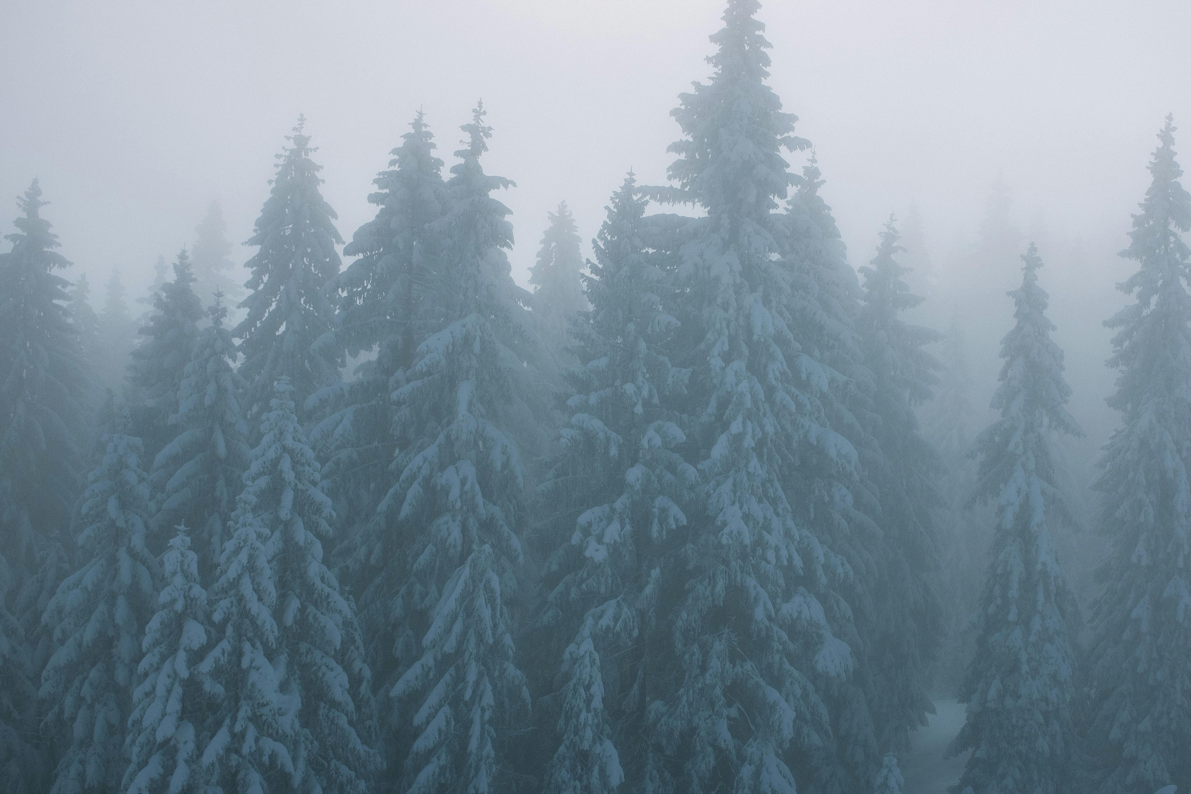 Snowy trees in misty woods