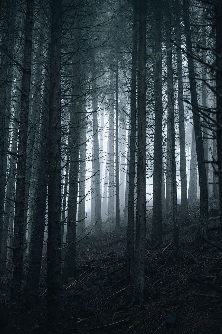 Luke Stackpoole. Misty forest