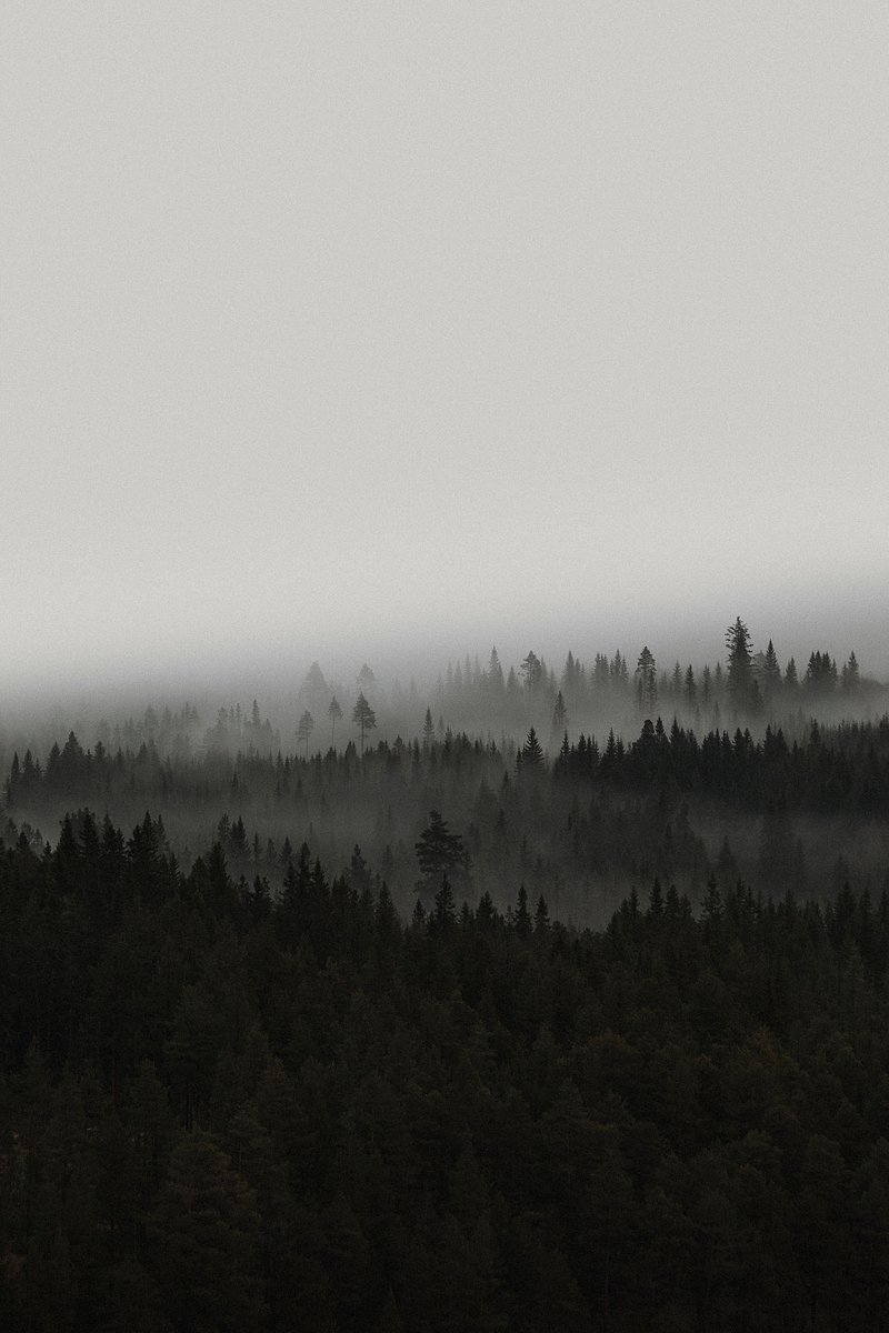 Misty Forest Image. Free Photo, PNG