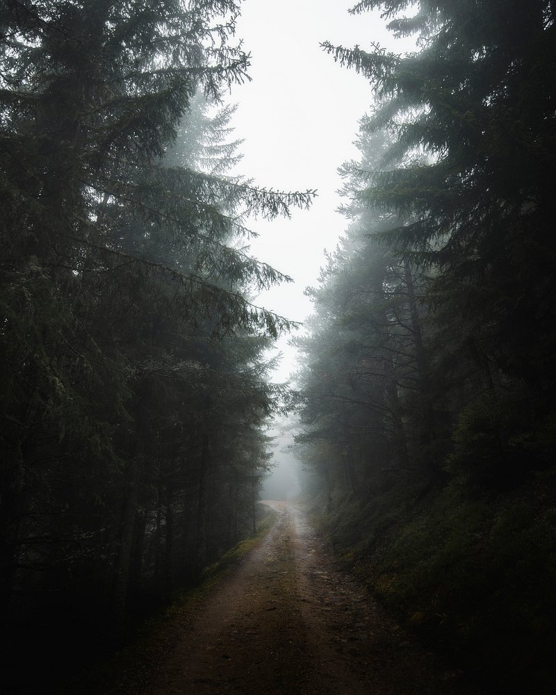Misty Forest Image. Free Photo, PNG
