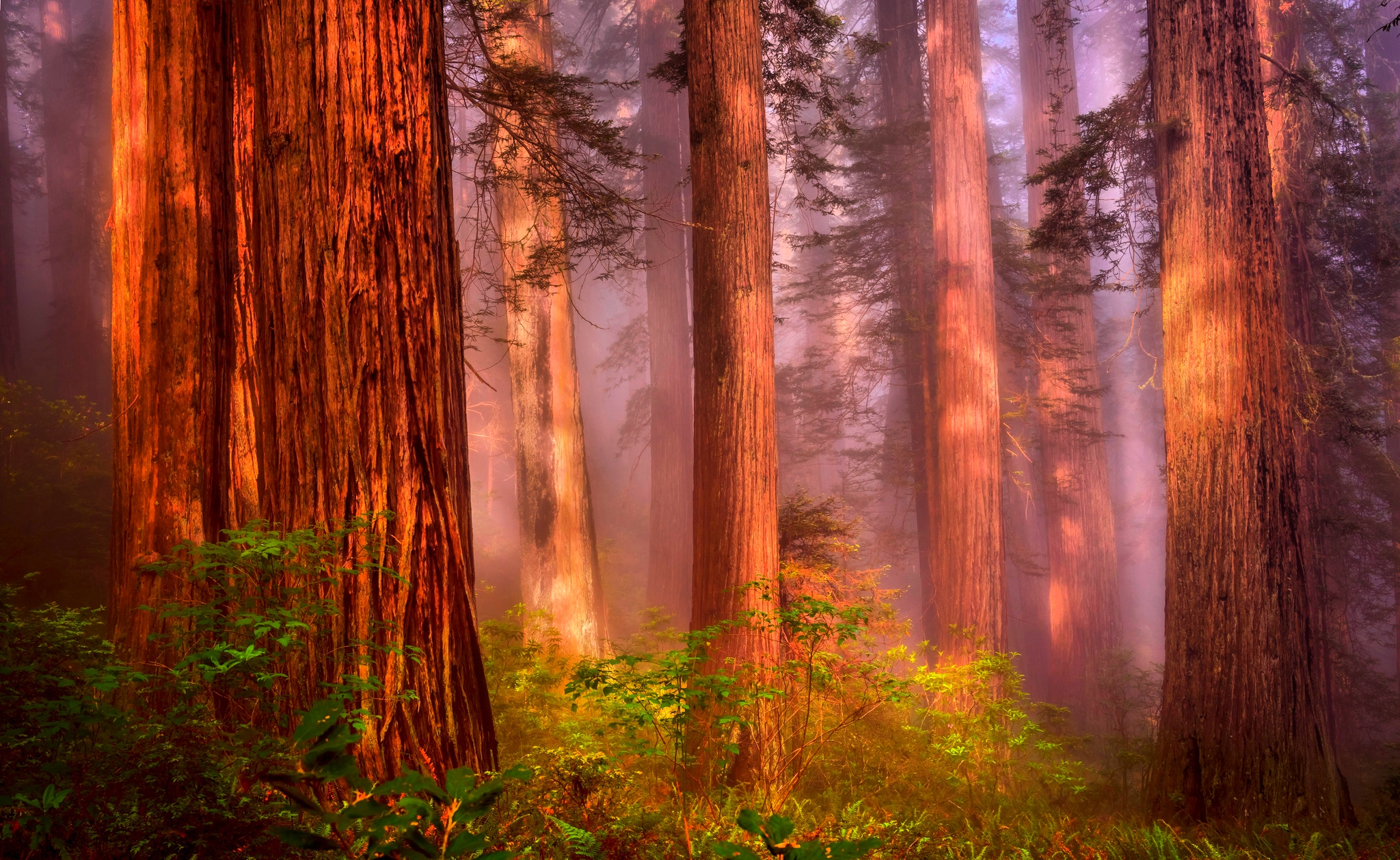 Misty Redwood Forest