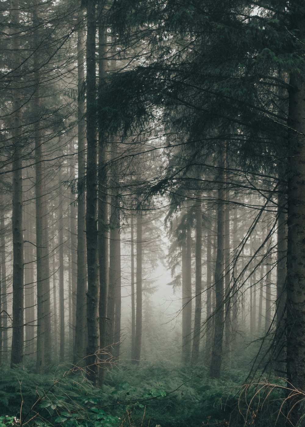 Foggy Woods Picture. Download Free