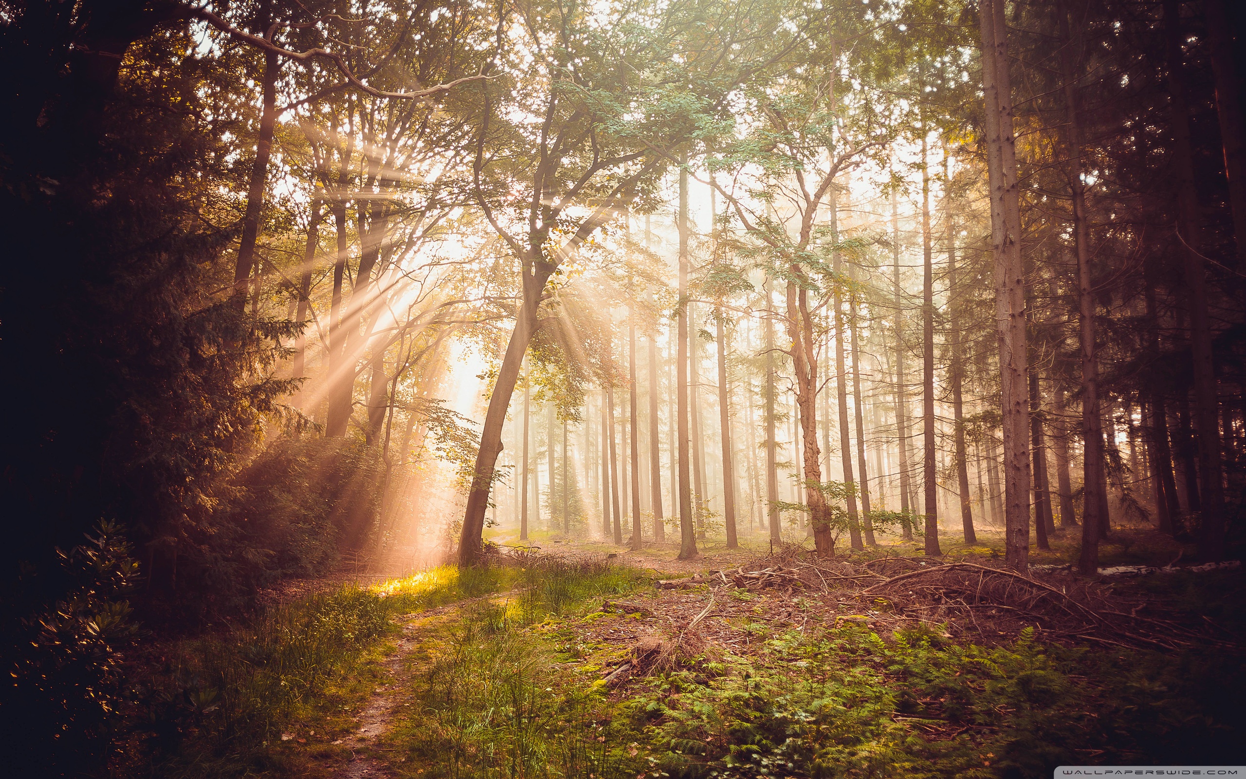 Misty Woods Ultra HD Desktop Background