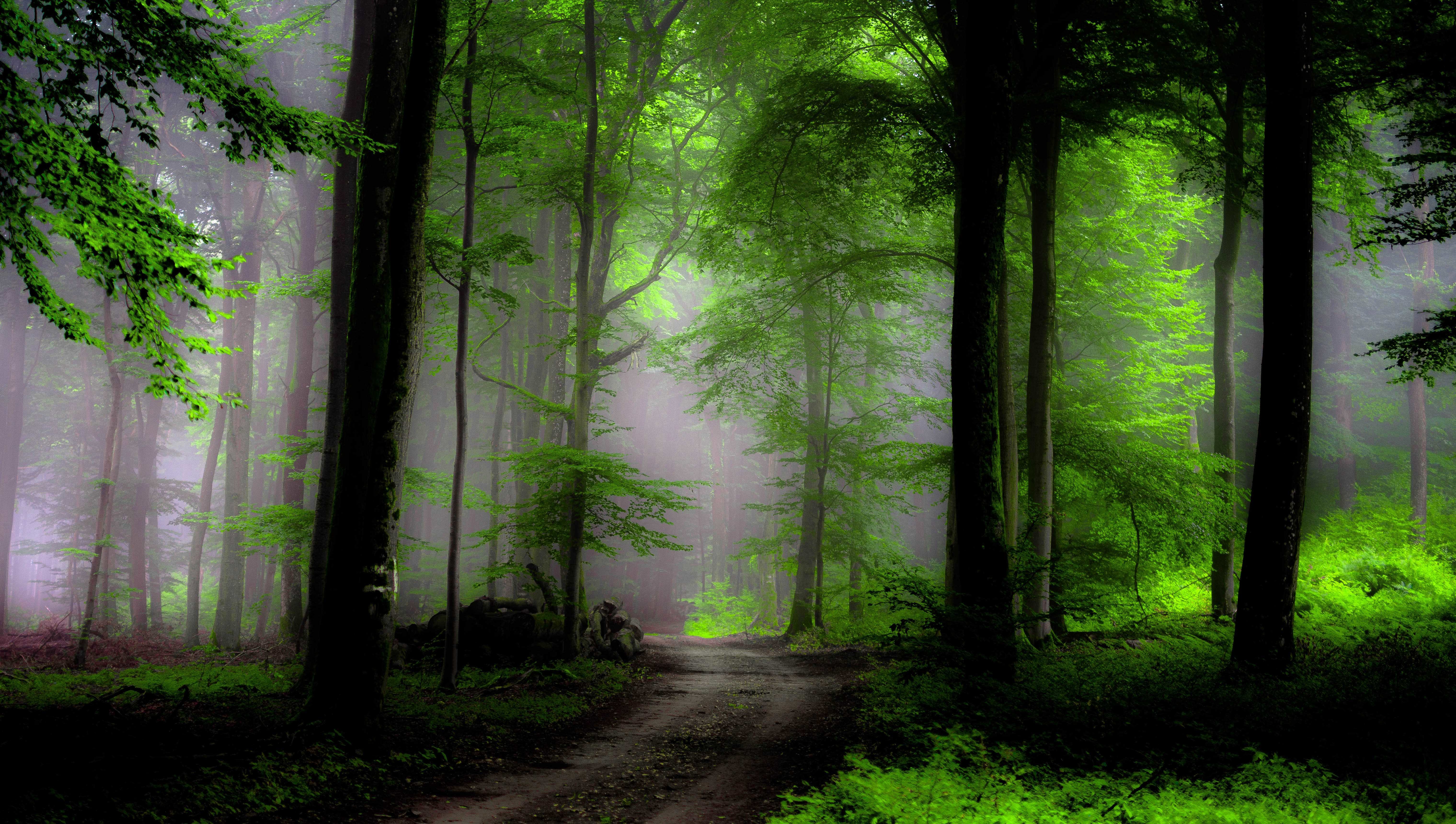 Misty Green Forest