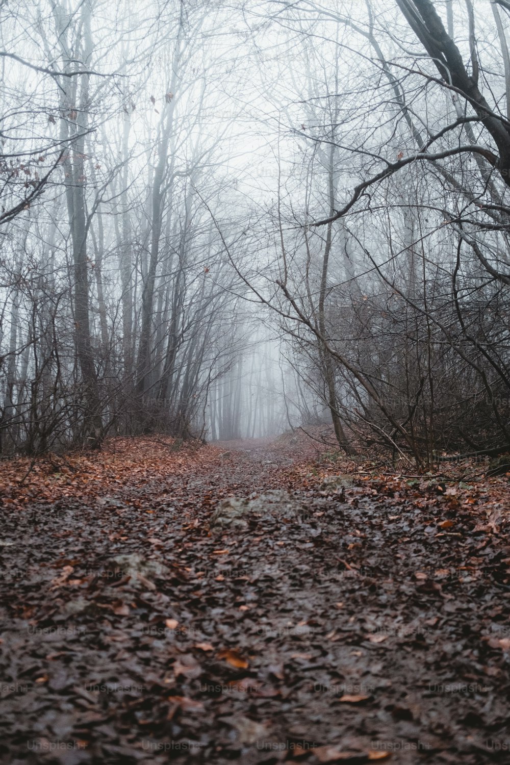 Foggy Woods Picture. Download Free